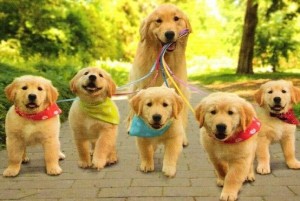 Retriever and pups